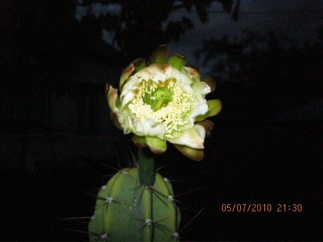 Kaktuszok 2010.jul.08 005 - Cereus 2010