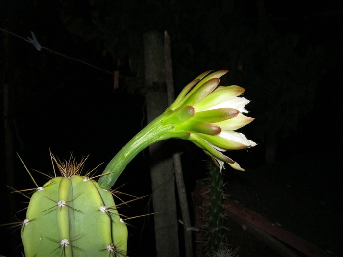 Kaktuszok 2010.jul.08 006 - Cereus 2010