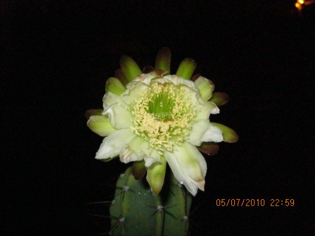Kaktuszok 2010.jul.08 008 - Cereus 2010