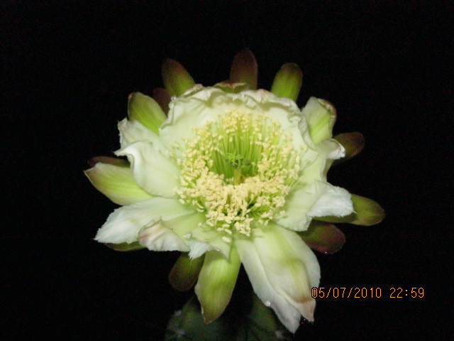 Kaktuszok 2010.jul.08 010 - Cereus 2010