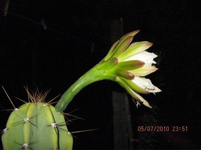 Kaktuszok 2010.jul.08 014 - Cereus 2010