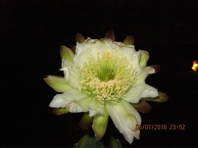 Kaktuszok 2010.jul.08 016 - Cereus 2010
