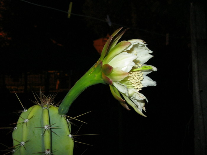 Kaktuszok 2010.jul.08 022 - Cereus 2010