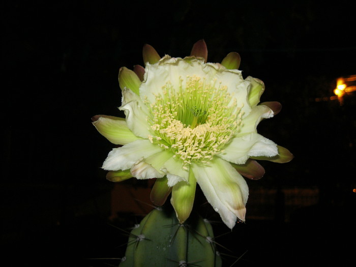Kaktuszok 2010.jul.08 023 - Cereus 2010