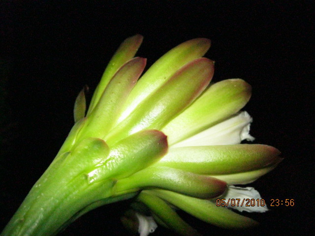 Kaktuszok 2010.jul.08 025 - Cereus 2010