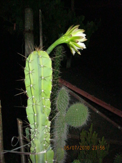 Kaktuszok 2010.jul.08 027 - Cereus 2010