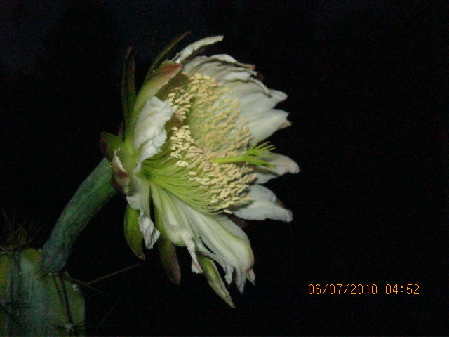Kaktuszok 2010.jul.08 031 - Cereus 2010