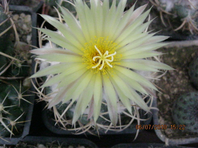 Kaktuszok 2010.jul.08 033 - Coryphantha-Escobaria