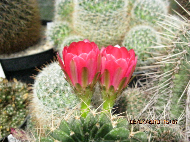 Kaktuszok 2010.jul.08 052 - Echinopsis-Lobivia