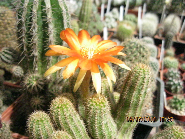 kaktuszok 005 - Echinopsis-Lobivia