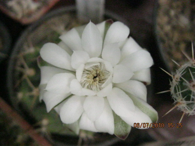 Kaktuszok 2010.jul.08 040 - Gymnocalycium