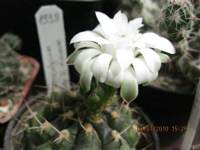 Kaktuszok 2010.jul.08 041 - Gymnocalycium