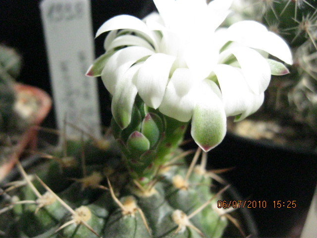 Kaktuszok 2010.jul.08 042 - Gymnocalycium