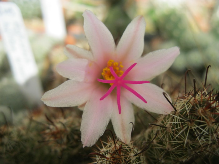 Kaktuszok 2010.jul.08 044 - Mammillaria