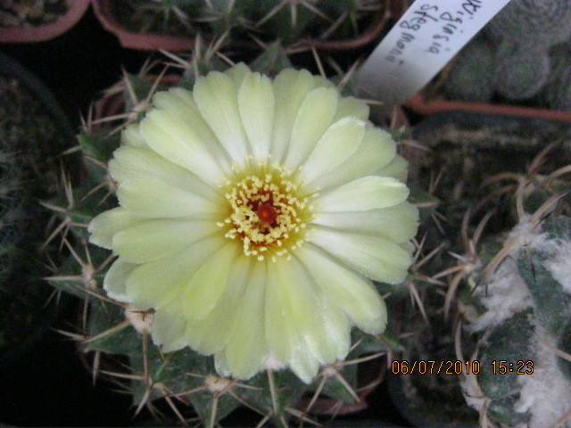 Kaktuszok 2010.jul.08 038 - Notocactus