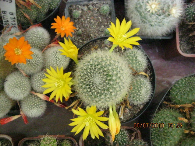 Kaktuszok 2010.jul.08 050 - Rebutia-Parodia