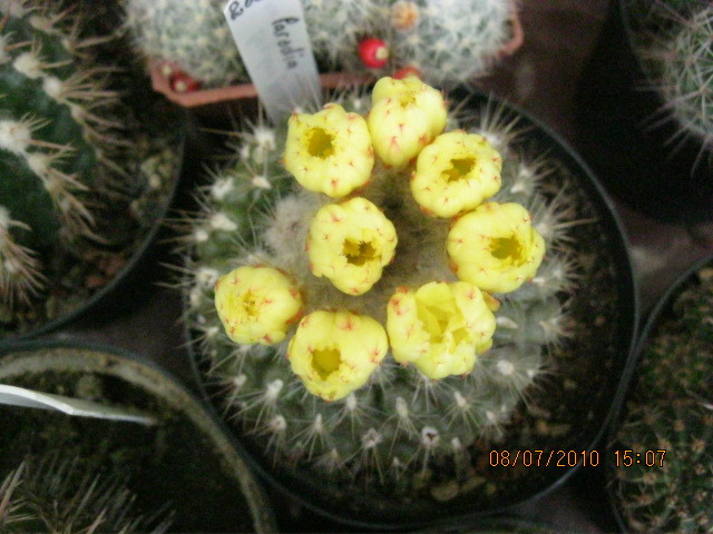 Kaktuszok 2010.jul.08 053