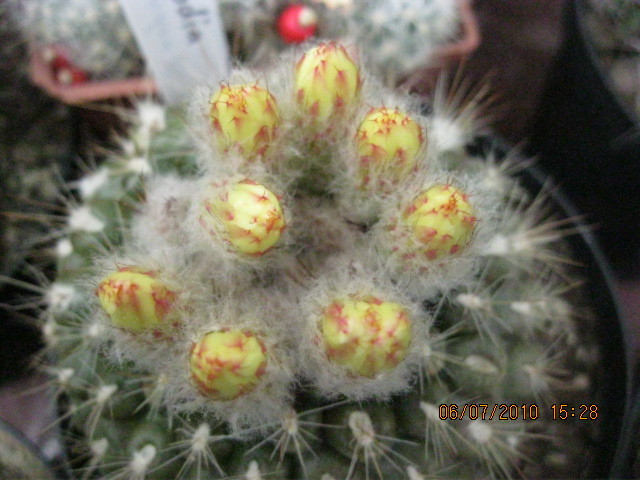 Kaktuszok 2010.jul.08 047 - Rebutia-Parodia