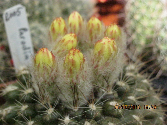 Kaktuszok 2010.jul.08 049 - Rebutia-Parodia