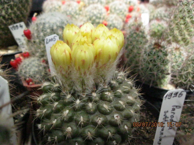 Kaktuszok 2010.jul.08 054 - Rebutia-Parodia