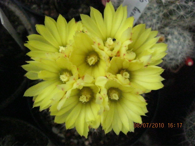 Kaktuszok 2010.jul.08 058 - Rebutia-Parodia