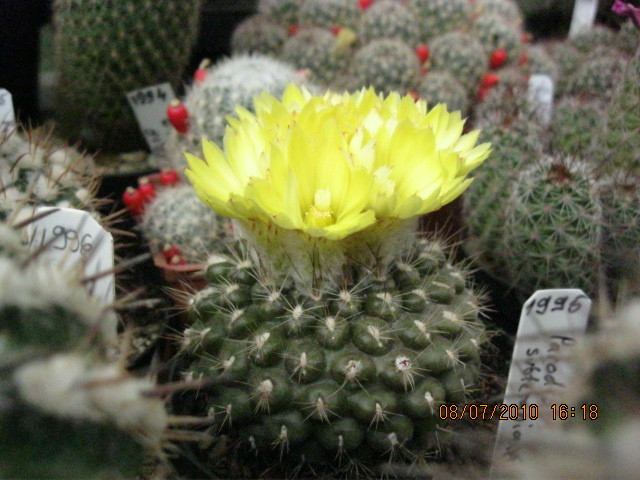 Kaktuszok 2010.jul.08 060 - Rebutia-Parodia