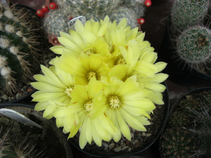 kaktuszok 002 - Rebutia-Parodia