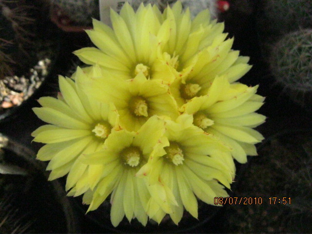 Csoportok 2010.jul.8 045 - Rebutia-Parodia