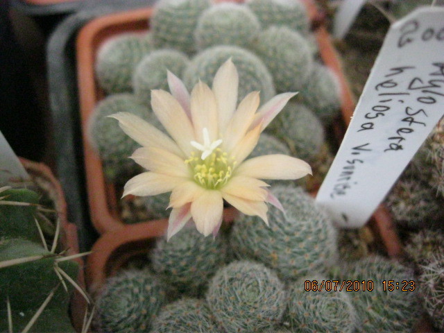 Kaktuszok 2010.jul.08 035 - Rebutia-Parodia