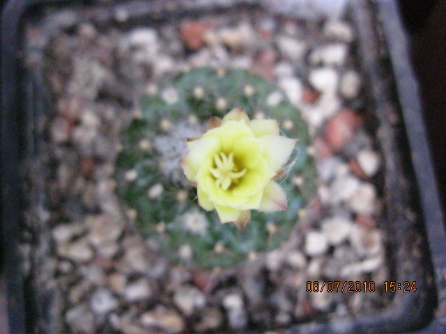 Kaktuszok 2010.jul.08 039 - Rebutia-Parodia