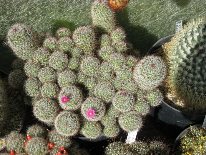 Mammillaria zeilmanniana; 19 ani, 23 cm diametru
