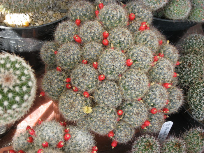 Mammillaria prolifera - Colonii