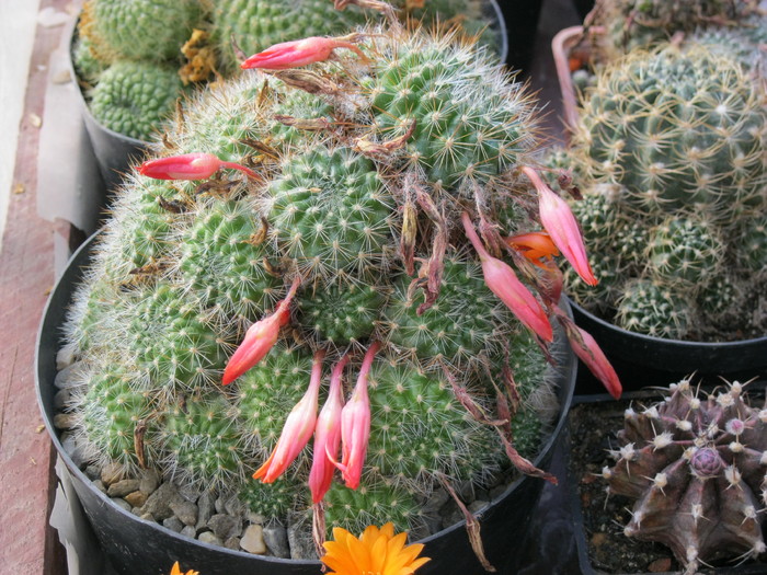 Rebutia