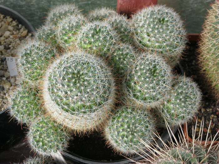 Mammillaria aurihamata - Colonii