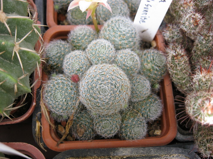 Aylostera heliosa v.sunrise