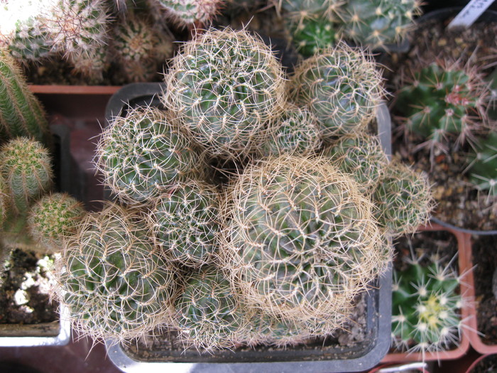 Sulcorebutia cardenasiana - Colonii