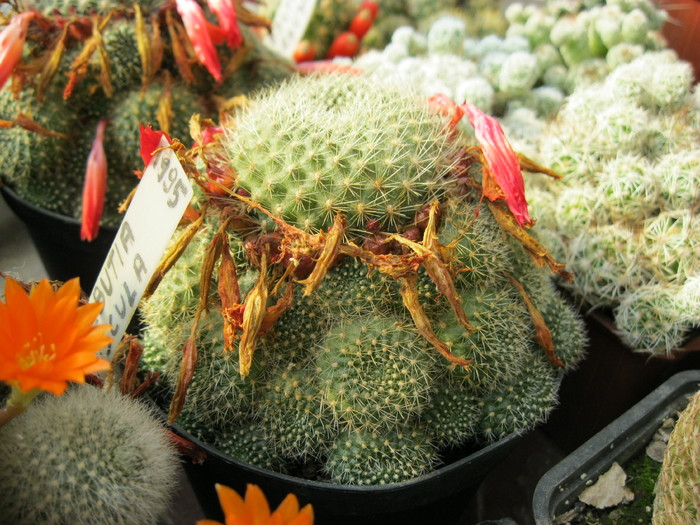 Rebutia kariusiana - Colonii