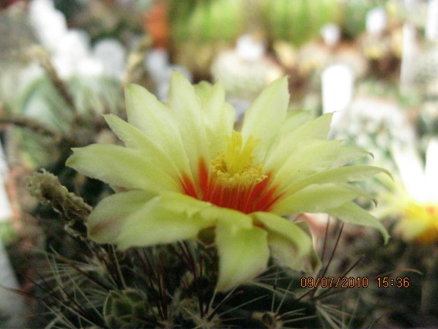 H. setispinus