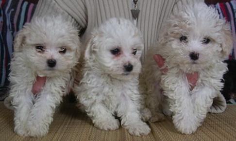 65895807_2-bichon-maltese-frisee-bolognese-si-havanez-Bucharest - poze catelusi