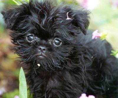 affenpinscher_pup - poze catelusi