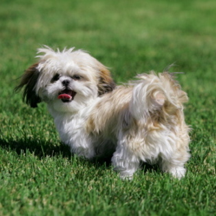 shih-tzu-training