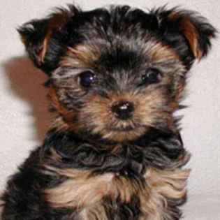 yorkshire-terrier_195