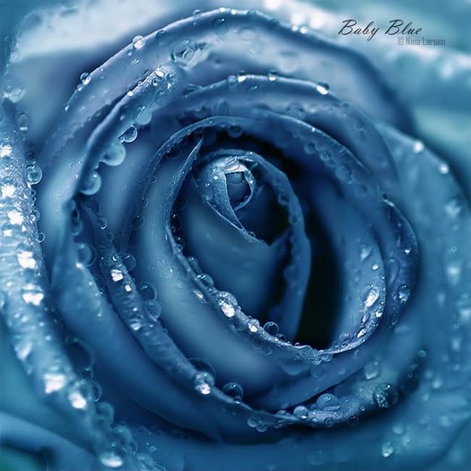 trandafir albastru cu roua - trandafiri