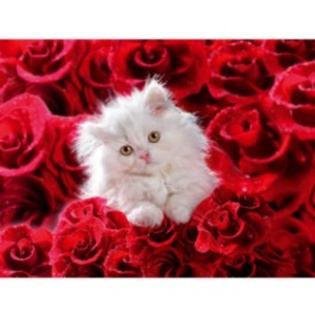 pisicuta cu trandafiri - trandafiri