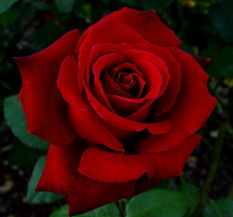 trandafir rosu d dragoste - trandafiri