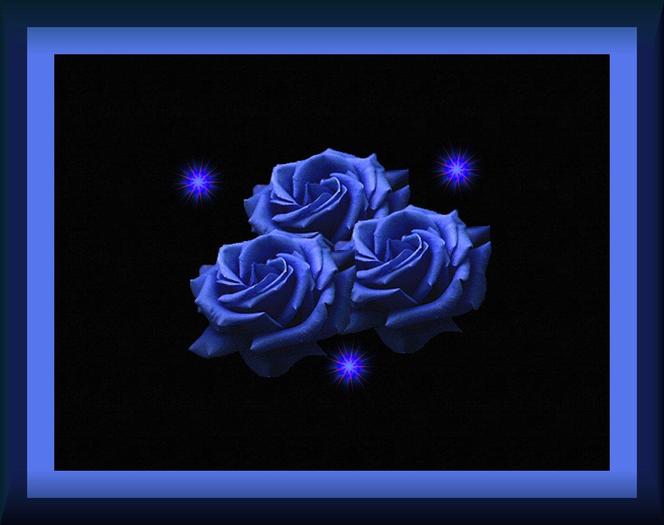 Blue_Roses - trandafiri