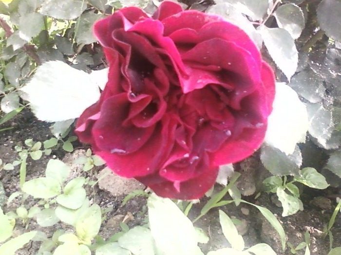 trandafir grena - trandafiri