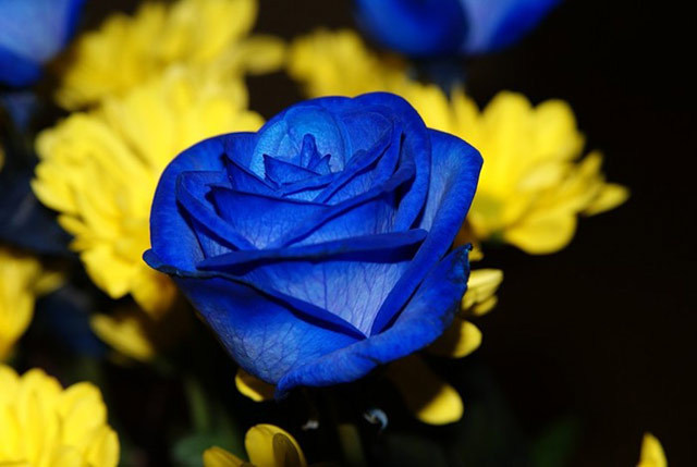 trandafir galben si albastru