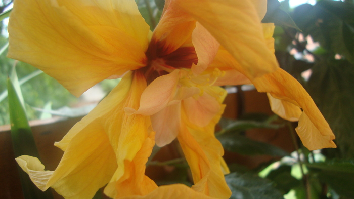 Apricot - HIBISCUS