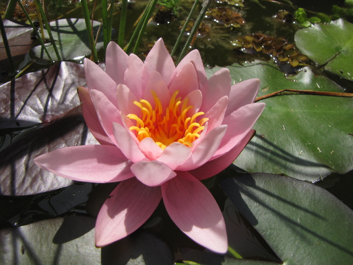 Nufar Nymphaea  Pygmaea 8 iul 2010 (2)